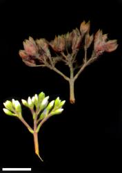 Veronica diosmifolia. Immature inflorescence (left) and infructescence (right). Scale = 10 mm.
 Image: M.J. Bayly & A.V. Kellow © Te Papa CC-BY-NC 3.0 NZ